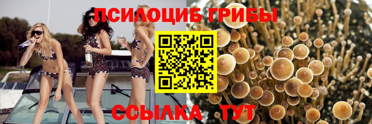 Галлюциногенные грибы Psilocybe  Вход с VPN  Назрань 
